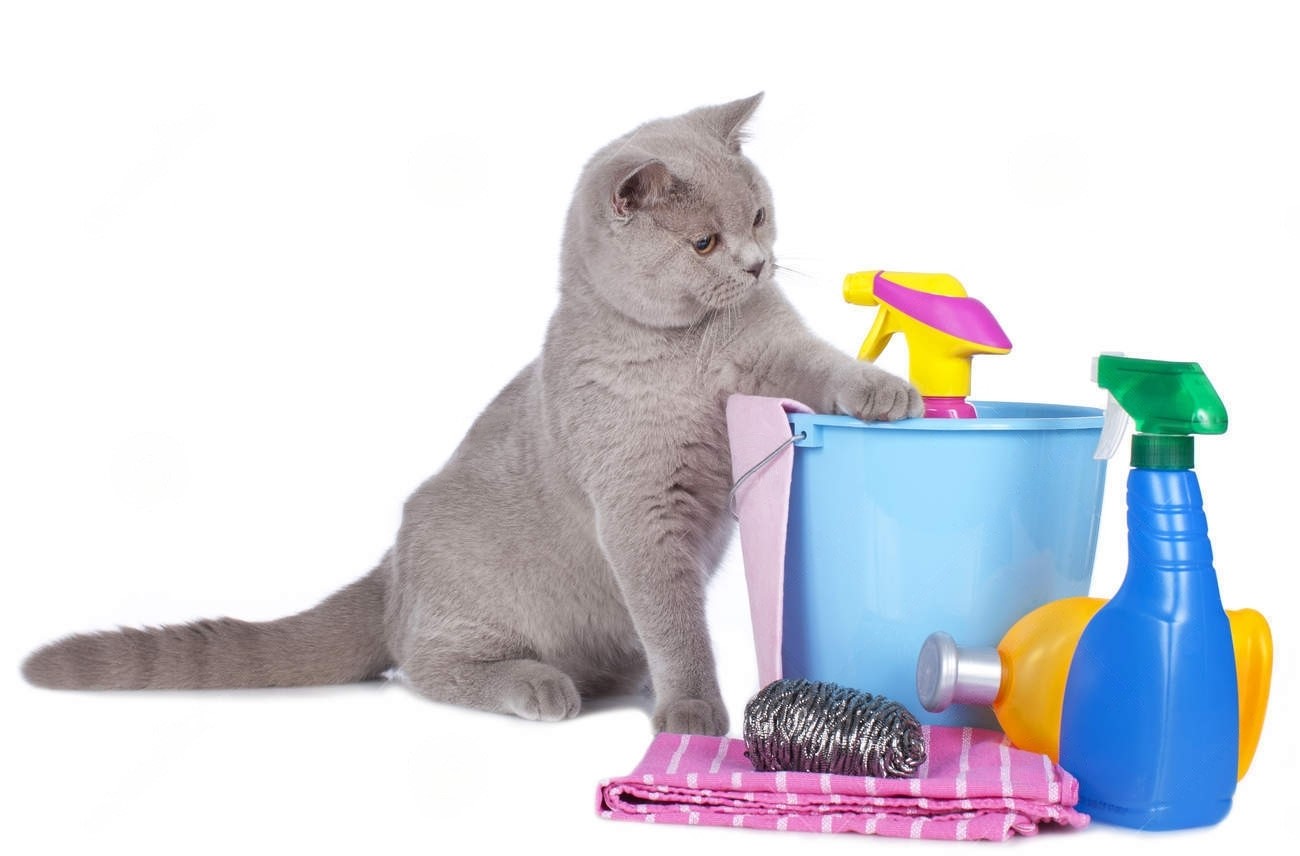 CatCleaning