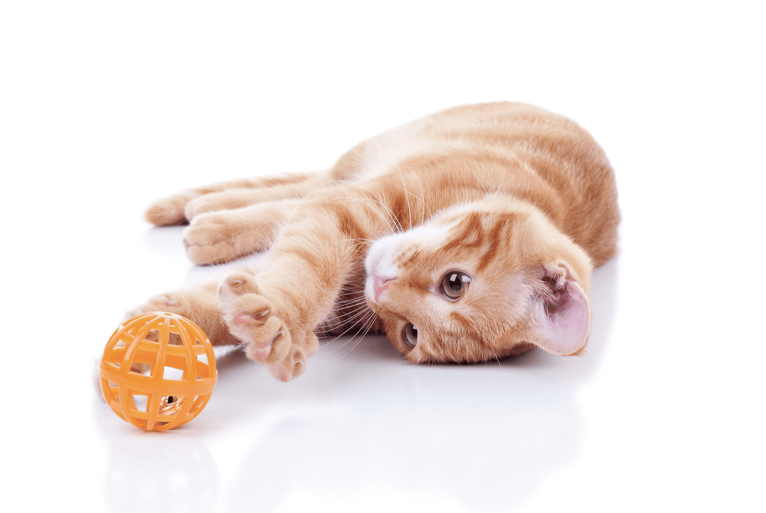 CatToys