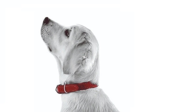 DogAccessories