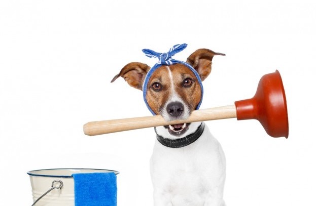 DogCleaning