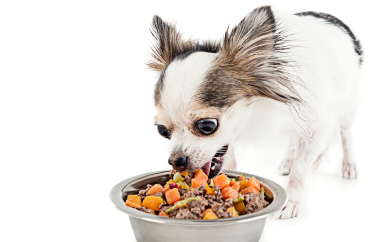 DogFood