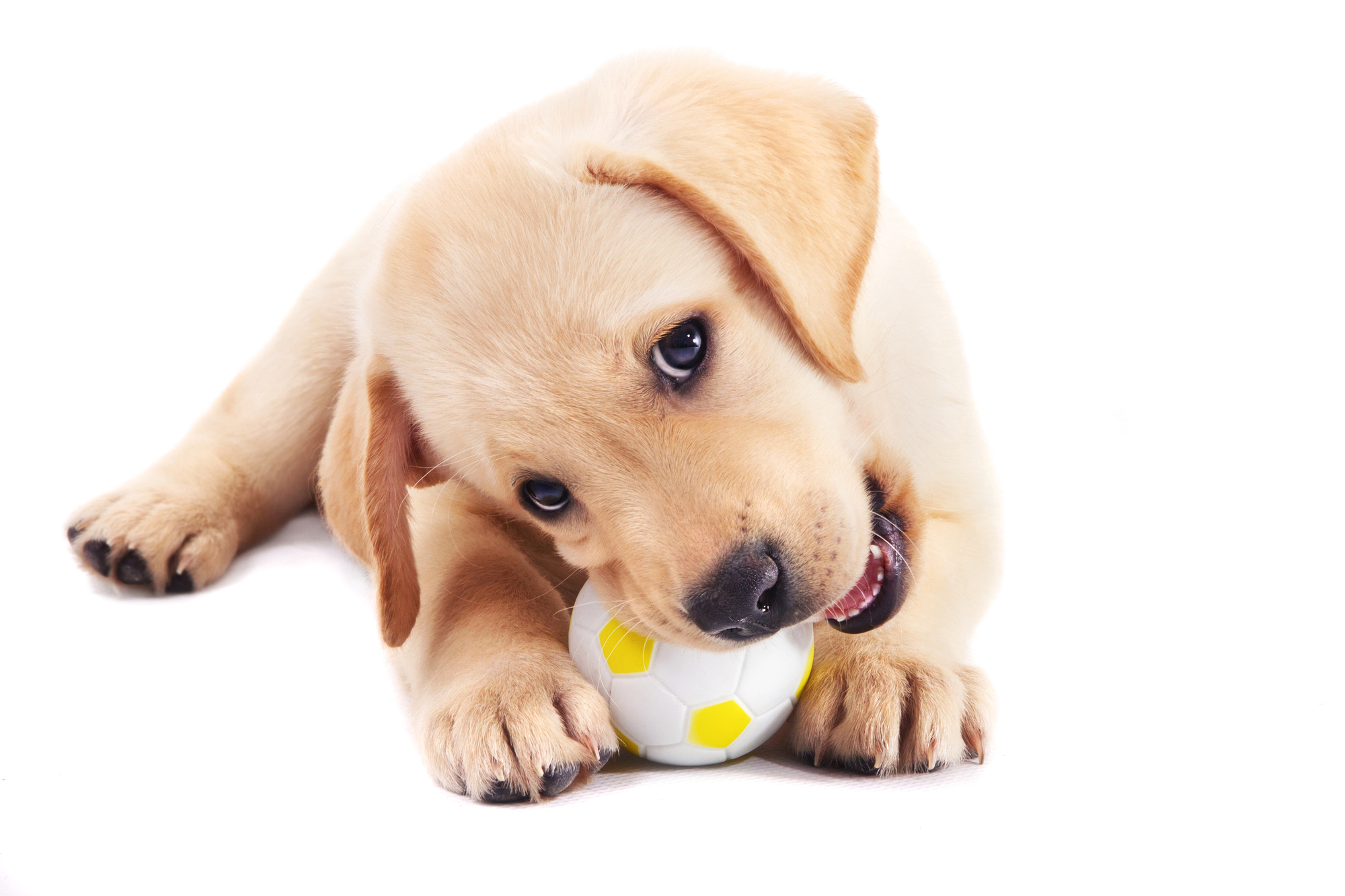 DogToys